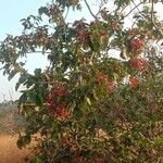 Terminalia paniculata Habitus