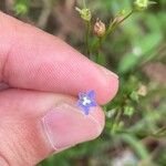 Wahlenbergia marginata Flor