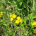 Lithospermum canescens Flower