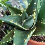 Aloe distans Hostoa