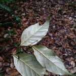 Geissospermum argenteum 葉