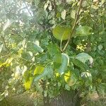 Pyrus cordata Folha
