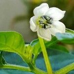 Capsicum annuum 花