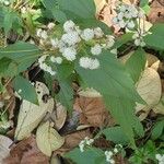 Ageratina ripariaΛουλούδι