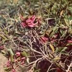 Arthroclianthus microbotrys Цветок