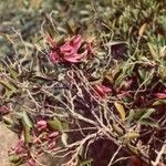 Arthroclianthus microbotrys Blomma