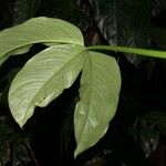 Philodendron tripartitum Feuille