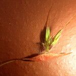 Hyparrhenia cymbaria Fruto