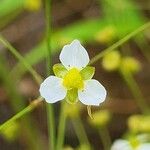 Alisma triviale Flower