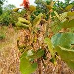 Erythrina abyssinica ഫലം