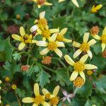 Cineraria saxifraga