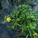 Ranunculus sardous Habit