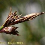 Carex mucronata Fruto