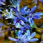Eriastrum eremicum Flor
