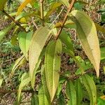 Conostegia monteleagreana Leaf