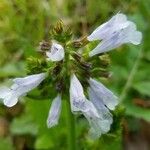 Salvia lyrata Flors