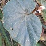 Begonia subvillosa Φύλλο