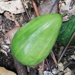 Massularia acuminata 果実