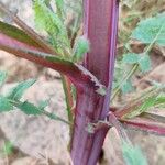 Sonchus oleraceus Žievė