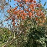 Erythrina poeppigiana Alkat (teljes növény)