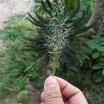 Eragrostis unioloides