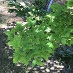 Liquidambar formosana Blad