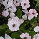 Gypsophila vaccaria Fiore