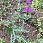 Centaurea uniflora Habit