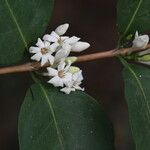 Tricalysia longituba Flor