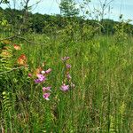 Calopogon tuberosus Pokrój