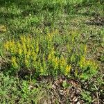 Genista germanica Habit