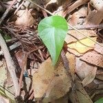 Stephania japonica Leaf