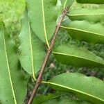 Lafoensia punicifolia Hoja
