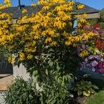 Rudbeckia nitida Flor
