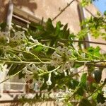 Cestrum diurnum Flower