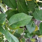 Lonicera hildebrandtiana Blatt