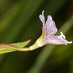 Epilobium oreganum 花