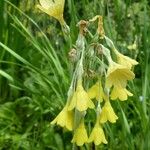 Primula sikkimensis Hábito