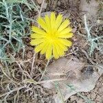 Launaea fragilis Fleur
