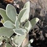 Helichrysum obconicum Hoja