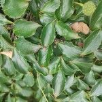 Cornus kousa Leaf