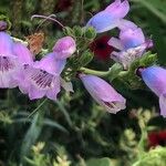 Penstemon cobaea Flower