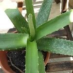 Aloe vera Folha