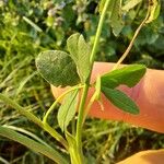 Trifolium medium Blad