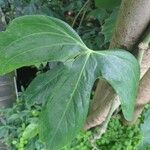 Anthurium subsignatum Leaf