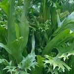 Microsorum punctatum عادت داشتن