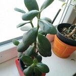 Crassula ovataЛіст