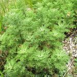 Artemisia chamaemelifolia Habit