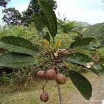 Elaeocarpus moratii Hábito