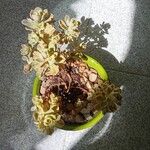 Aeonium leucoblepharum Hoja